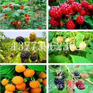 第3代保健水果苗上线盆栽果树苗木/红树莓苗/黑树莓苗当年结果苗