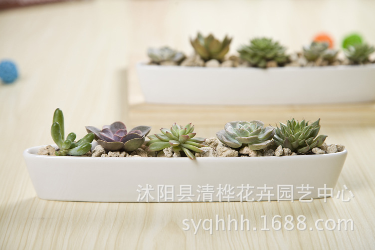 纯白简约风 船型长条盆 长方形花盆 陶瓷多肉花盆 多肉拼盘