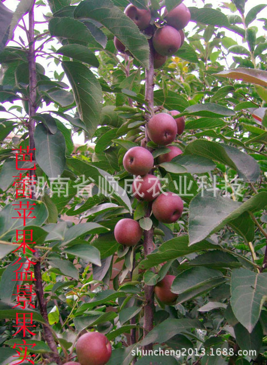 柱状苹果树苗木-芭蕾苹果苗 最有特色的小苹果盆景特级品种 果苗