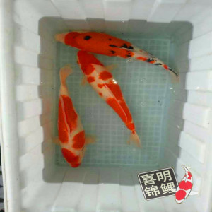 【红白锦鲤鱼】红白锦鲤鱼价格\/图片_红白锦鲤