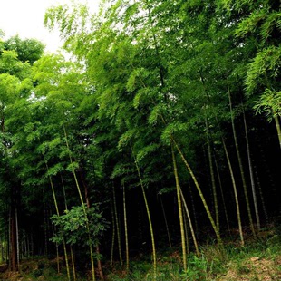 基地批发优质生态竹子 食用竹子 绿化工程竹子