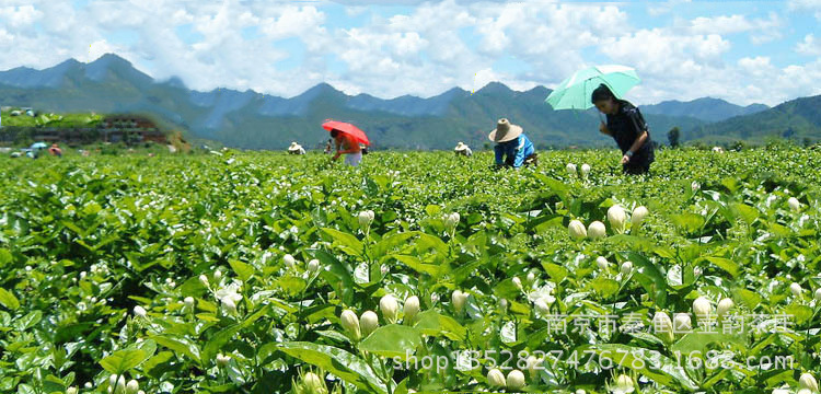 2014新茶特级茉莉花茶清热去火精选新鲜茉莉花加工 品质保证图片_7