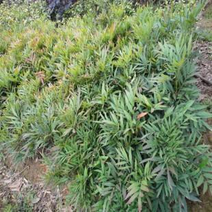 供应:【十大功劳】细叶十大功劳 小叶十大功劳 狭叶十大功劳