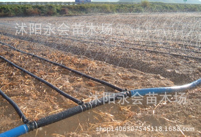农用灌溉 黑色水管 浇水管 水泵出水 浇花浇地 