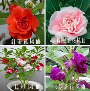 lf032娇艳欲滴茶花凤仙花种子女 芬芳美丽花朵花籽休闲娱乐