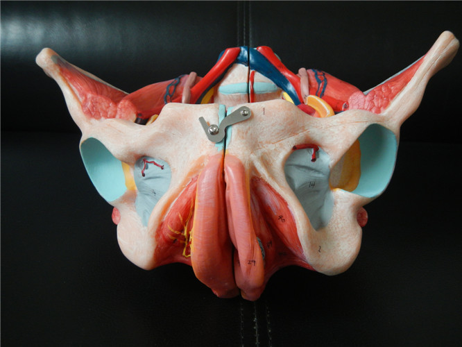 医学解剖模型女性骨盆模型