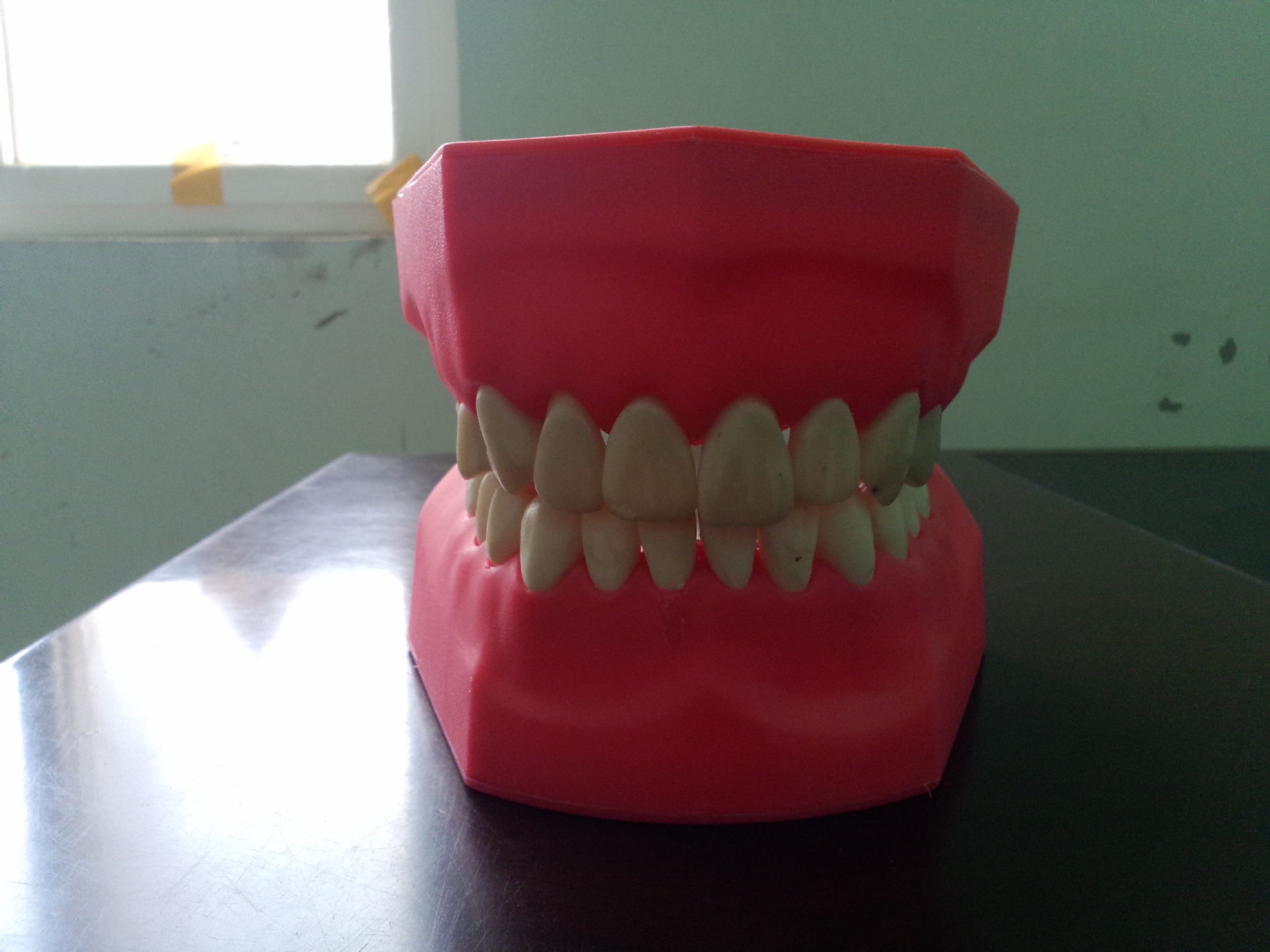 【牙科教学模型假牙模型齿科材料】价格,厂家