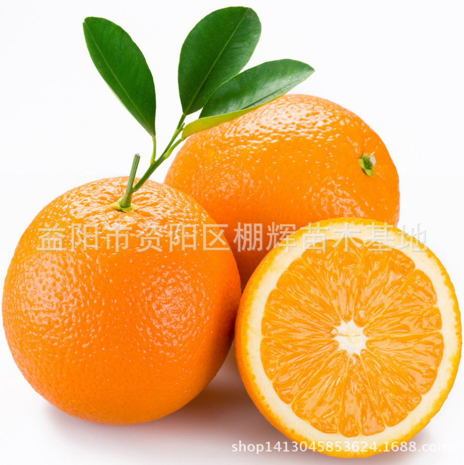 湖南果苗批发优质嫁接橙子苗 丰产脐橙新品种-无核金钱蜜橙种苗