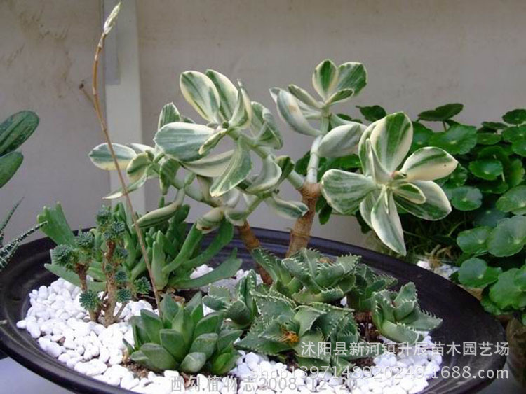 多肉植物批发 多肉盆栽三色花月 桌面盆栽三色花月锦
