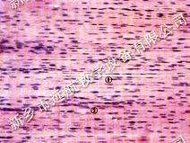 生物切片 组织切片 动物切片 兔致密结缔组织纵切 高品质厂家直销