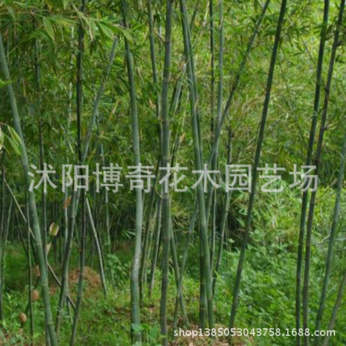 基地供应竹子:淡竹 青皮竹 毛竹 规格齐全 别墅庭院绿化竹子