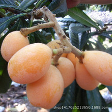 cây giống cây ăn quả Loquat cây trong chậu lăm sao cây Loquat Loquat cây kết quả năm bán buôn Cây ăn quả
