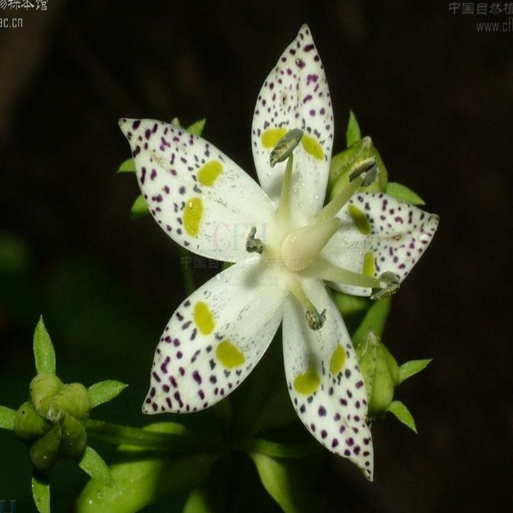 【慈缘生物 植提厂家 现货供应 獐牙菜提取物 獐