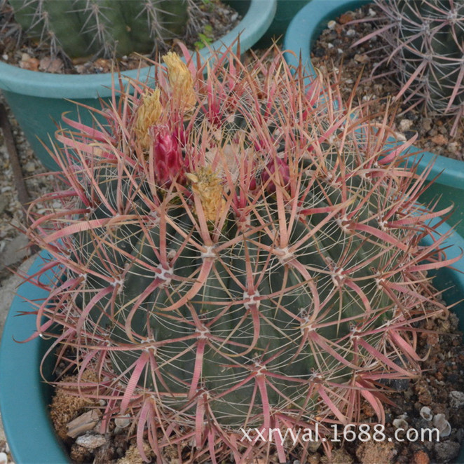 神仙玉ferocactus gracilis 20cm 仙人球 多肉植物