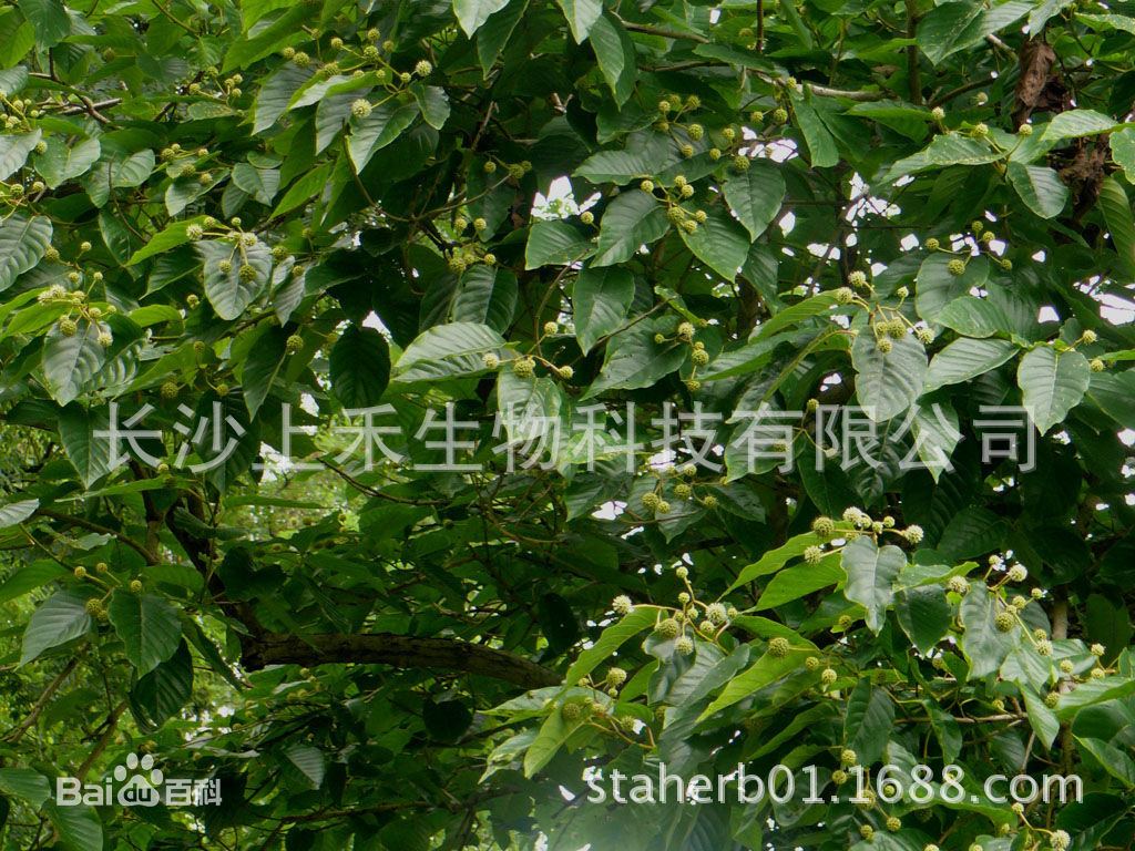 上禾供应喜树果提取物-喜树碱-camptothecine