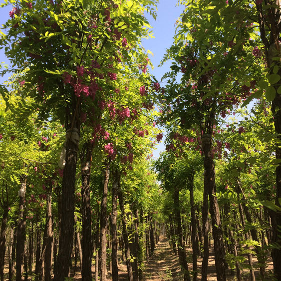 销售龙爪槐 国槐香花槐 保定龙爪槐刺槐 槐树 香花槐8-12公分