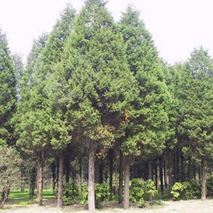 【大毅苗木】绿化工程  松树小苗 扫墓松 各种规格