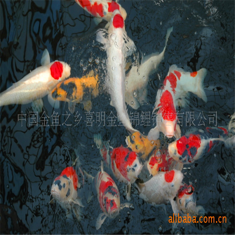 日本纯种锦鲤鱼,红白锦鲤,昭和锦鲤,大正锦鲤,丹顶锦鲤