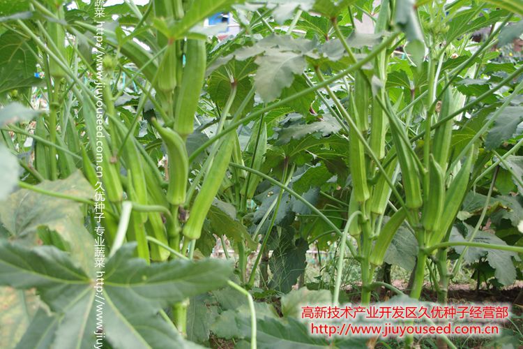 黄秋葵种子 日本新星类型 种植简单 神奇功效 高营养价值 将军