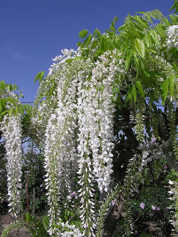 多花紫藤长穗白藤 wisteria floribunda "longissima alba"