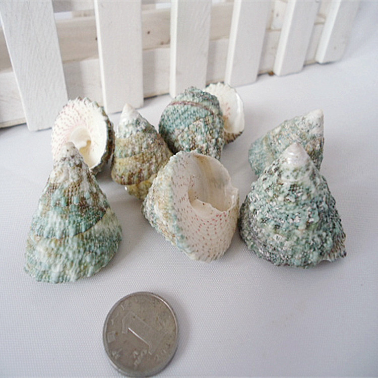 海螺贝壳工艺材料 金字塔螺diy 地中海创意手工素材水族用品配件