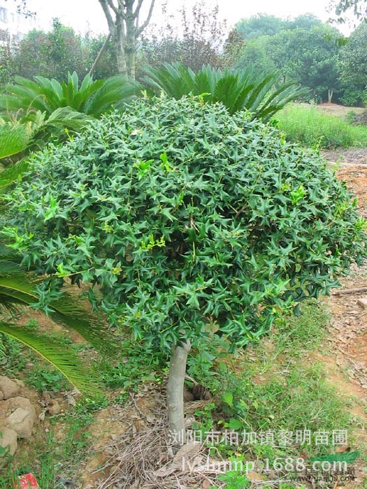 专业培植供应出售大量优质园林美化苗木有刺狗骨造型树