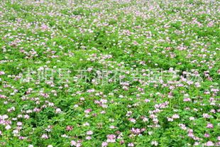 进口牧草种子-牧草之王--紫花苜蓿-种子--阿尔冈金--牧草籽