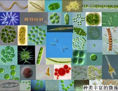 三角褐指藻(gy-h9 phaeodactylum tricornutum)提供