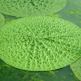 【苏湘花卉】供应芡实水生植物 净化水质 绿化水体 量大优惠