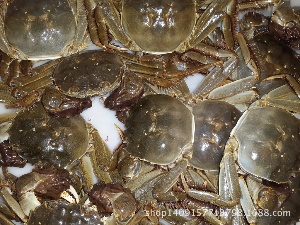 5公 绑好精品 蟹毛蟹大闸蟹江苏太湖大闸蟹鲜活大闸蟹批发毛蟹