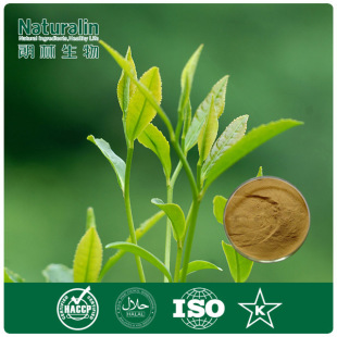 绿茶提取物茶氨酸20-40%