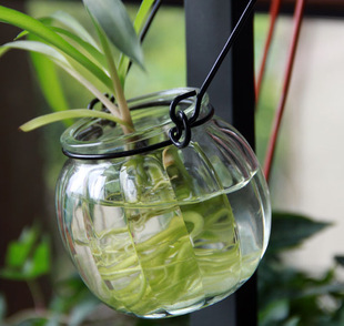 水培瓶南瓜吊瓶水培植物玻璃瓶吊环挂瓶花卉瓶