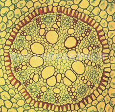 生物显微玻片 植物学切片 鸢尾根横切示加厚内皮层 出口切片批量