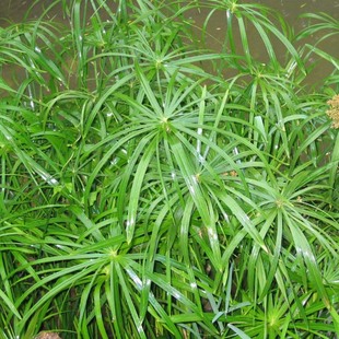 供应旱伞草水生植物 净化清水  水生早本植物 量大优惠