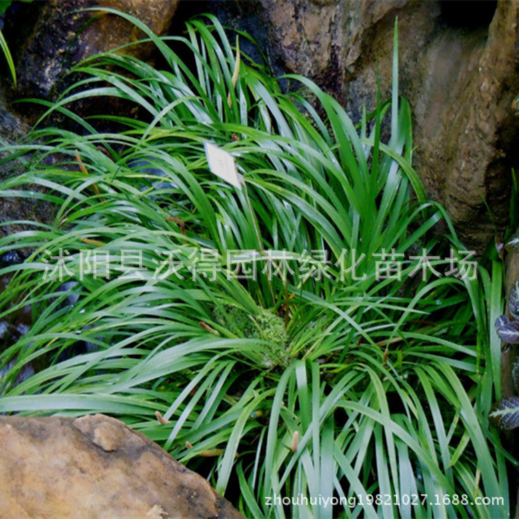 供应 地被植物 石菖蒲 别名山菖蒲 菖蒲叶 金钱蒲 水剑草 香菖蒲