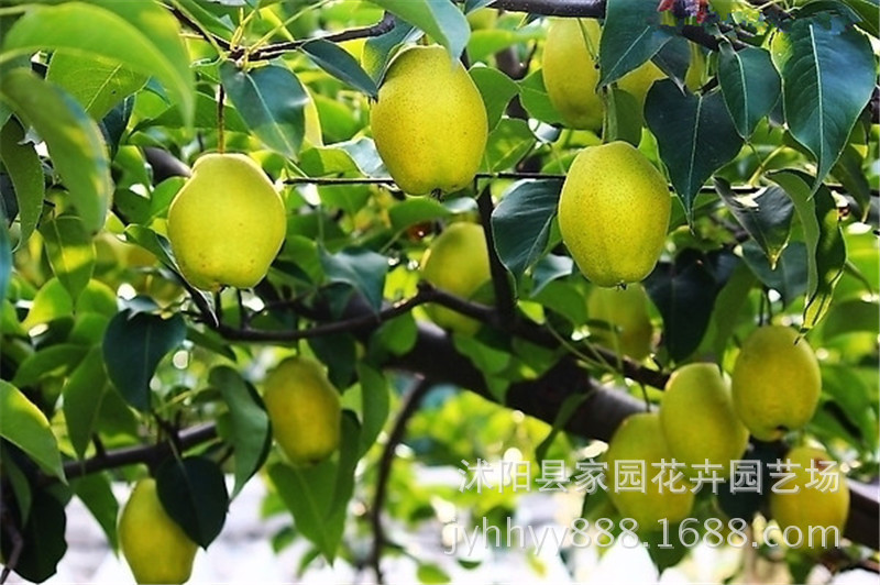 红星梨苗 直销果树苗 优质嫁接梨树苗 新品种梨树 抗病耐旱丰产
