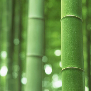 供应刚竹   成活率高 绿色植物小苗 工程苗 净化空气