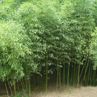 产地直销刚竹 成活率高 价格低廉  量大优惠
