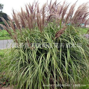 基地批发芒草观叶类植物 叶芒 园林景观规格齐全量大优惠