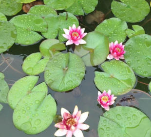 水培植物 绿植花卉室内盆栽迷你小睡莲花根茎根块碗莲