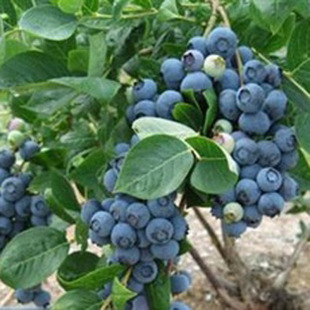 【苏湘园林】供应各种 大量批发 优质南高丛蓝莓 夏普蓝