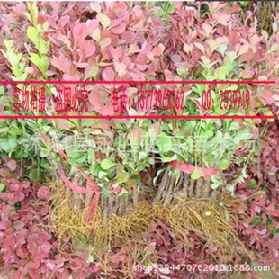 绿化苗木-红叶小檗苗/红叶小波/紫叶小檗苗/红叶树/大小规格全