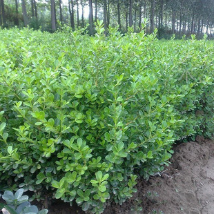 供应各种绿化苗木 出售 40公分高 胶东卫矛