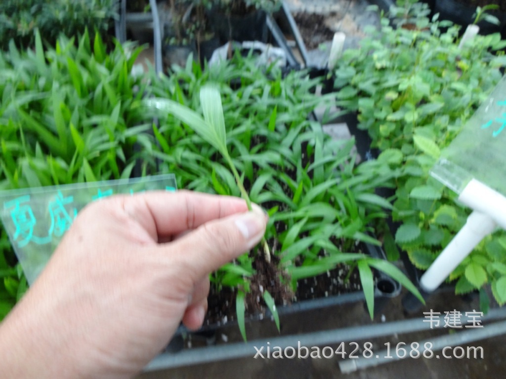 优惠大量供应阳生植物鸭脚木鹅掌柴苗广州花卉种子种苗批发