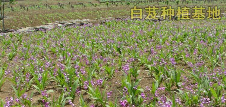 批发供应白芨 白芨饮片