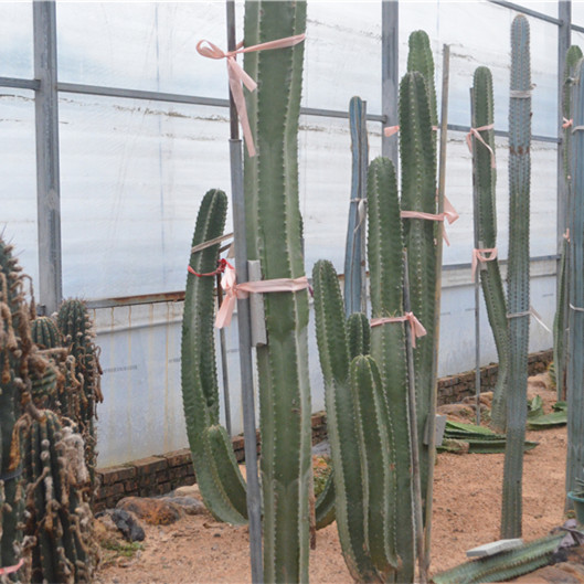 上帝阁pachycereus schottii仙人球 仙人柱 多肉植物