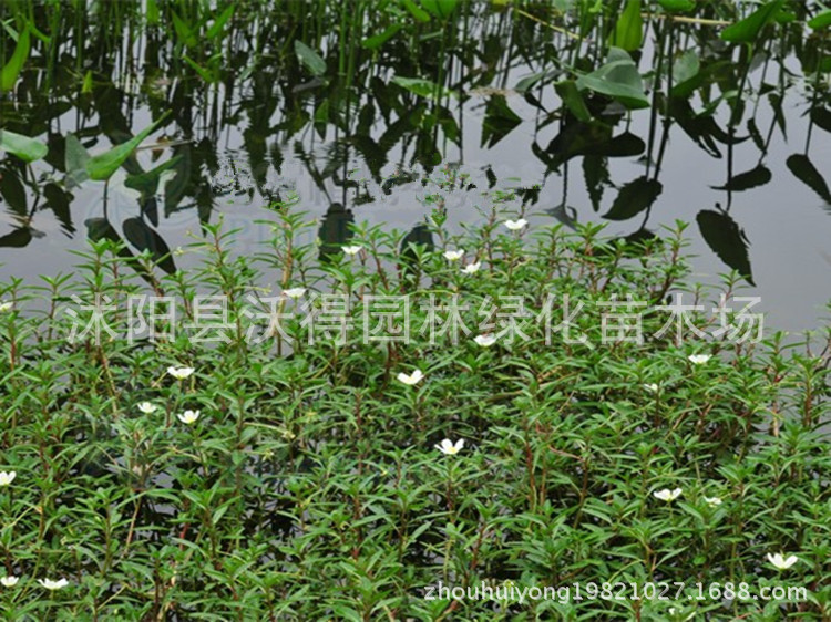 供应批发浅水多年生浮水草本水生植物黄花水龙黄花水龙价格