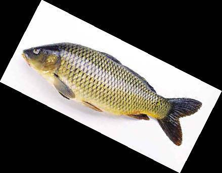江西厂家批发供应优质草鱼 肉质鲜美 鲜活水产品 年年