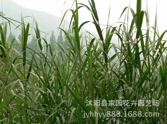 批发 园林植物 湿地水生植物 芦竹 河堤沼泽地湿地或浅水