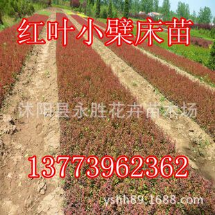 红叶小檗 常用工程苗木 彩色苗木 色块用苗 苗圃 直销